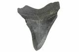 Juvenile Megalodon Tooth - South Carolina #368036-1